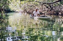 Man kayaking through the mangroves