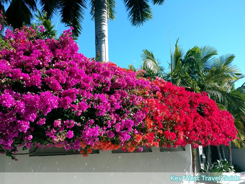 Hedge of colorful bougainvillea in historic Key West, Florida