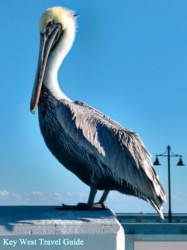 Brown pelican on pier in Key West, Fl