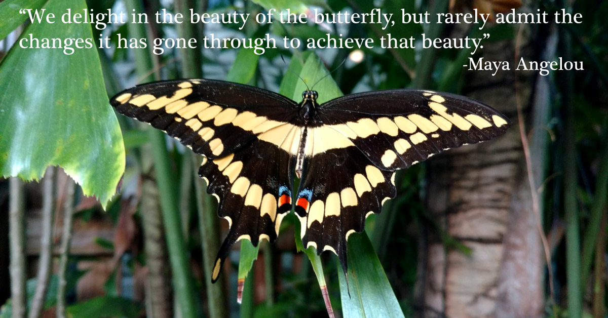 Butterfly on palm leaves in Key West garden