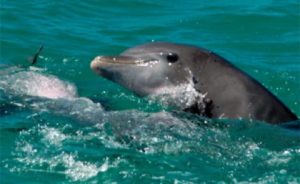 Dolphins surfacing in the wild near Key West