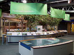 Mangrove exhibits at the Eco Discovery Center