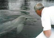 Passenger viewing wild dolphin on waters near Key West