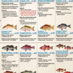 Fish identification chart from Florida Fish and Wildlife