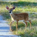 Key Deer, native to the Florida Keys