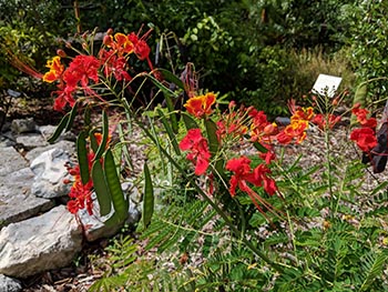 Dwarf poinciana at the Key West Botanic Garden