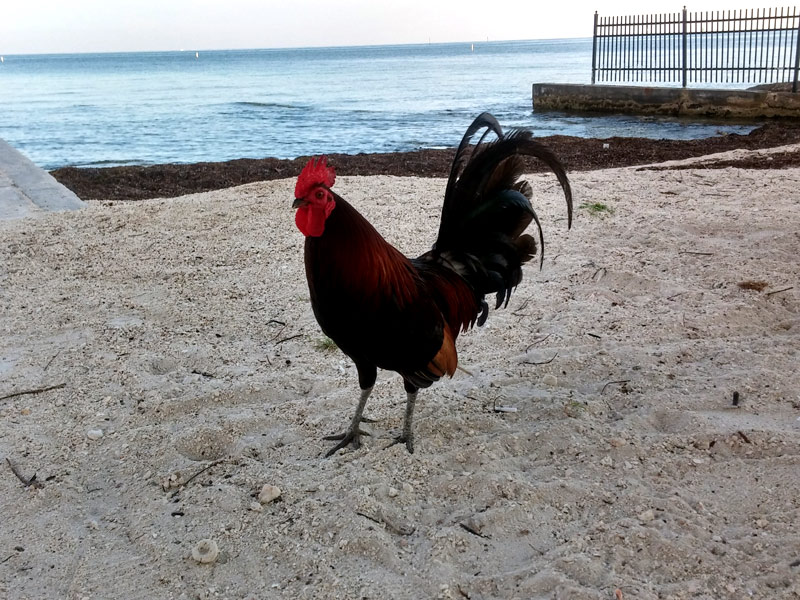 Rooster in Key West on the beach, a uniquely Key West thing