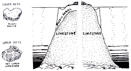 Illustration showing the composition of the geology of the Florida Keys limestone formation