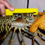 Measuring a spiny lobster for carapace length, a requirement