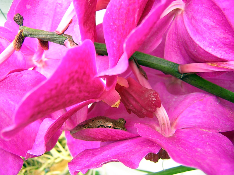 Cuban tree frog resting in an orchid flower in Key West