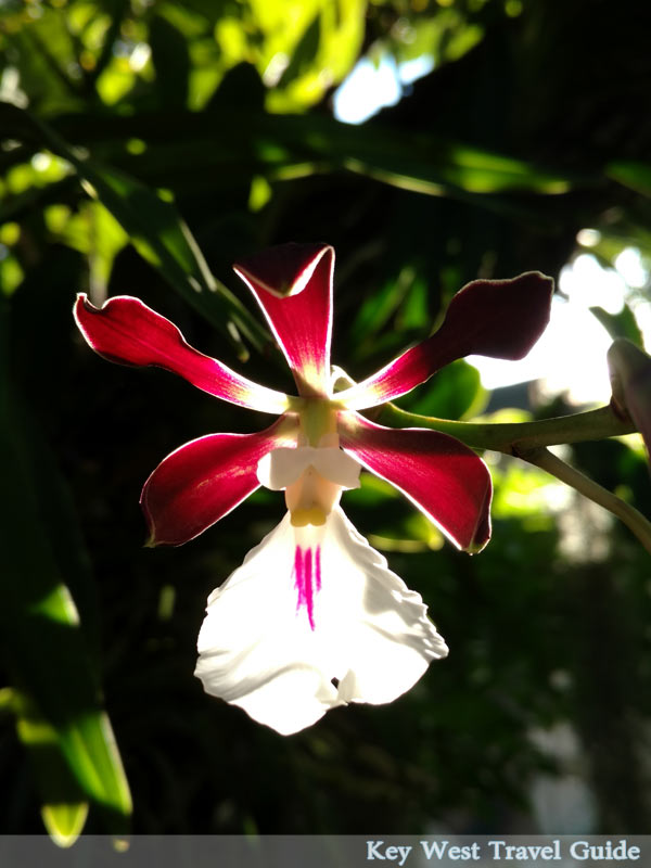 Orchid in bloom in the winter months of tropical Key West, Florida