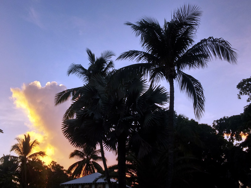 Coconut palm trees are seen in graphic silhouette above a historic roof and against the setting sun in Old Town.