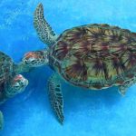 Sea turtles, a protected species in the Florida Keys and elsewhere