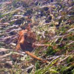 Octopus in the turtle grass near Key West