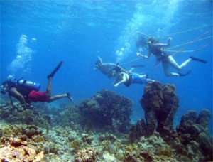 With breathing respirators attached to floating air tanks, snorkelers enjoy the reef