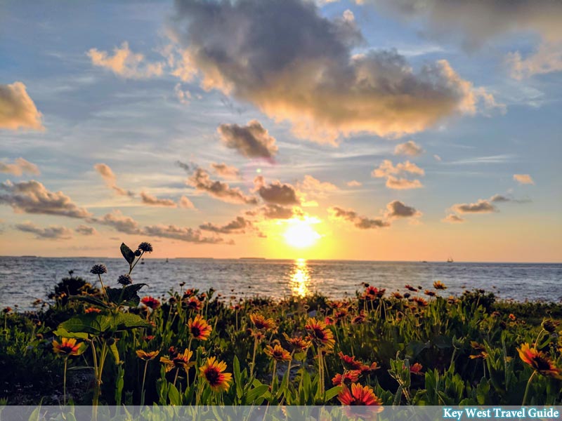 Indian Blanket wildflowers at the beach while the sun sets over Key West