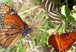 Butterflies inside the conservatory